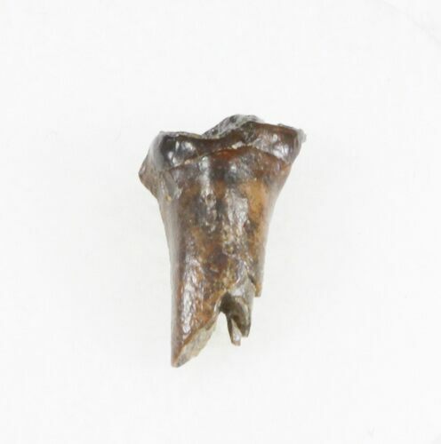 Rooted Leptoceratops Tooth - Montana #30504